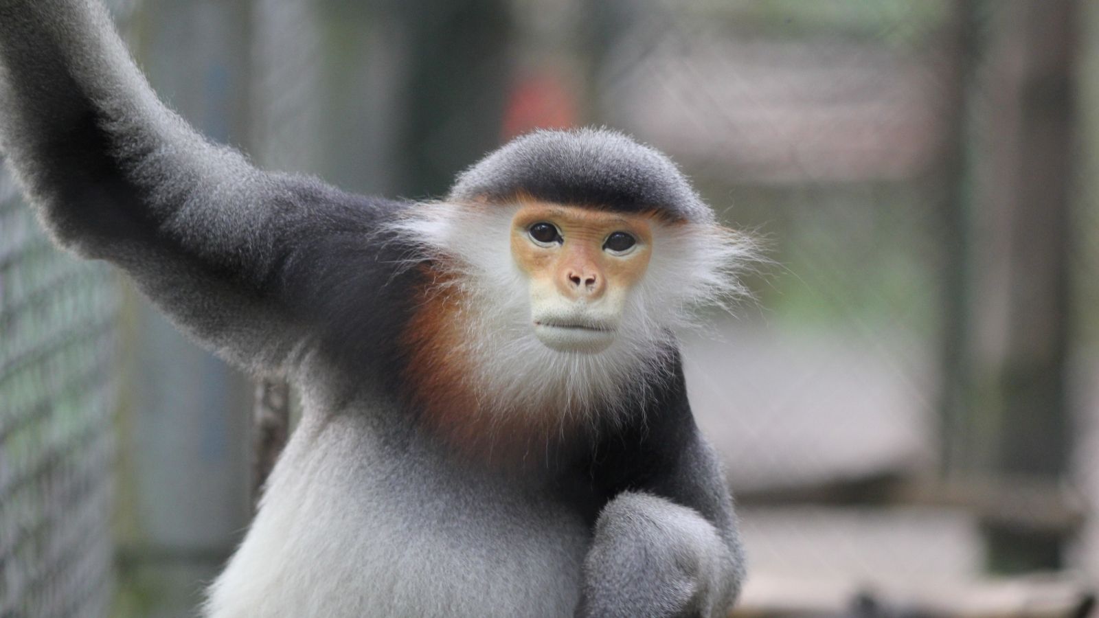 Red shanked douc in Cuc Phuong national park